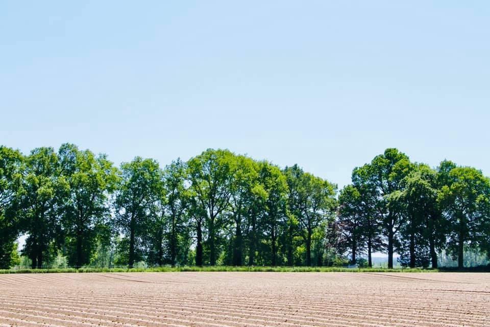 net geplante aardappelen ter hoogte van de Ankerhofhoeve 